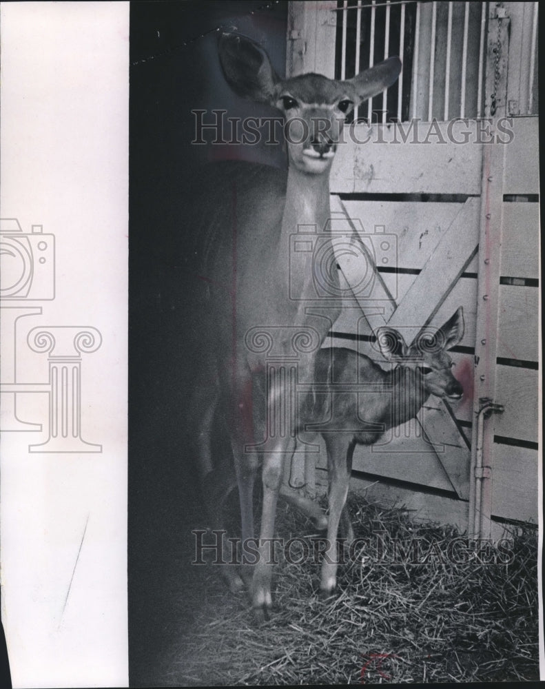 1967 Press Photo Baby kudu born Thursday poses with mother at Milwaukee Zoo - Historic Images