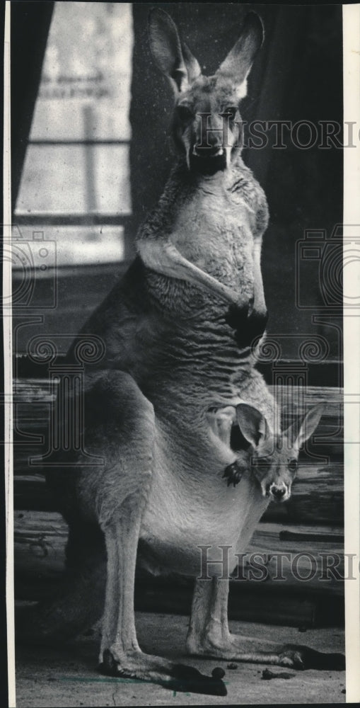 1986 Baby kangaroo debuts at Milwaukee County Zoo, age five months - Historic Images