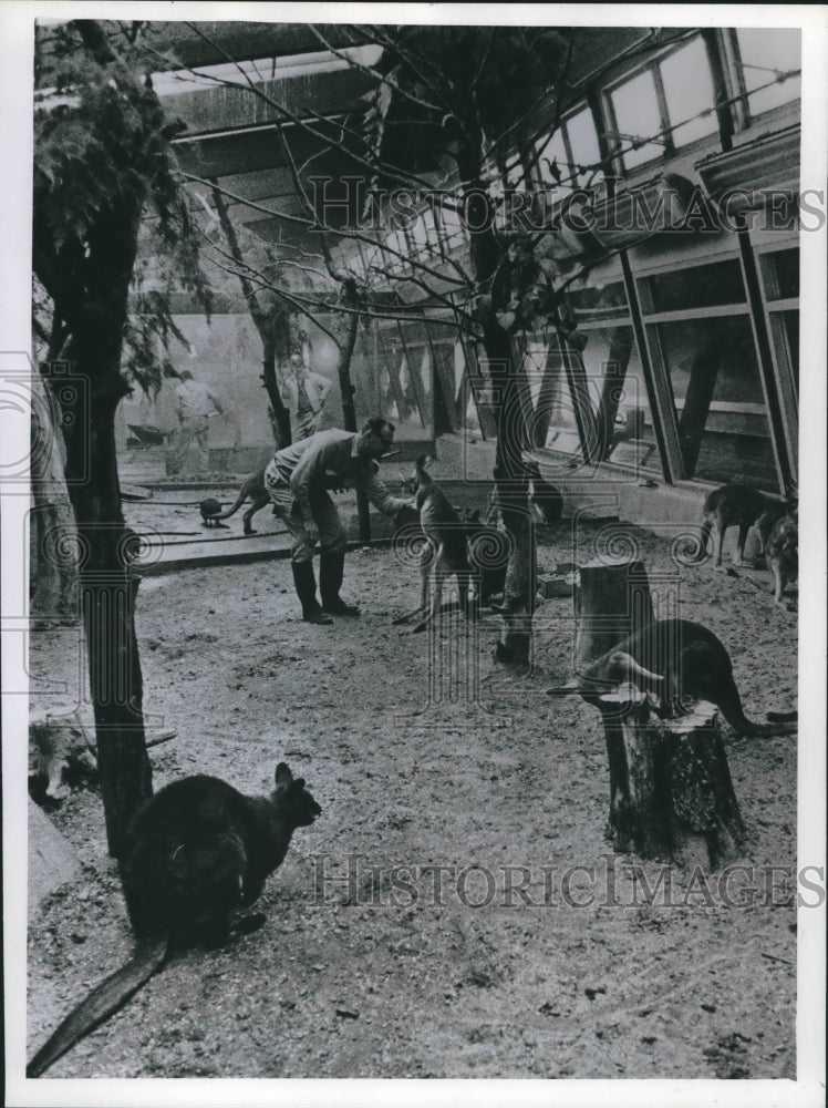 1983 Ray Holling in kangaroo pen, Milwaukee County Zoo - Historic Images