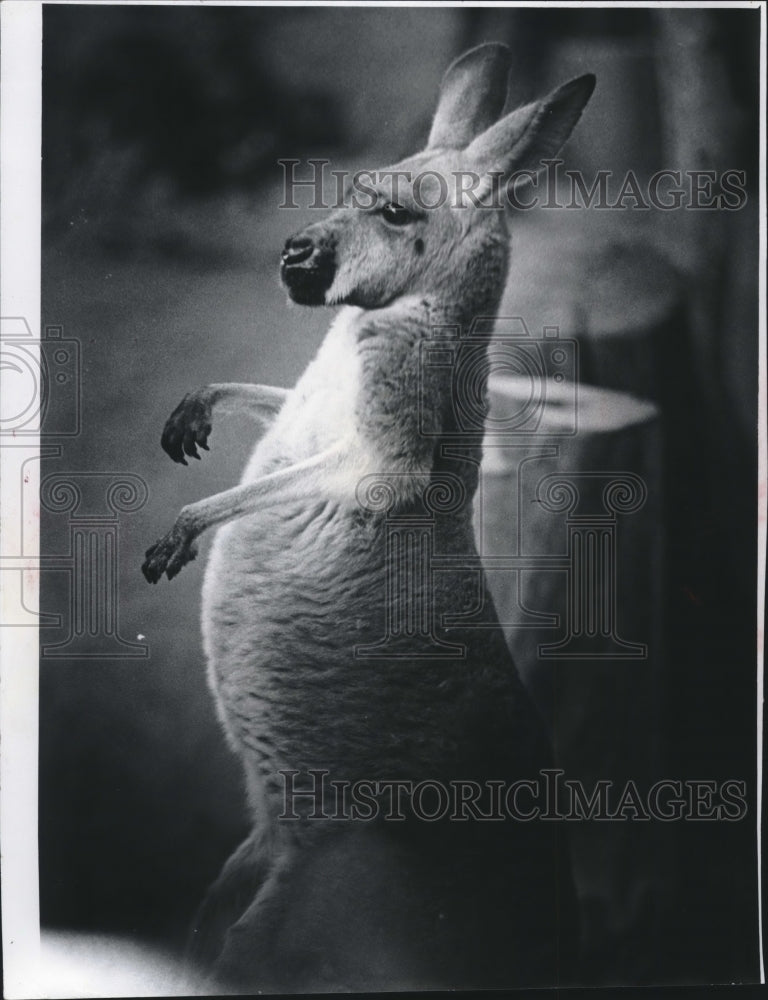 1977 Kangaroo, Milwaukee County Zoo-Historic Images