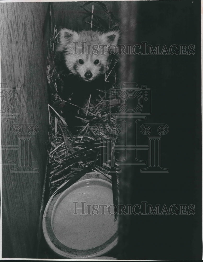 1968 Press Photo Mini-panda hiding in its enclosure at a Milwaukee zoo - Historic Images