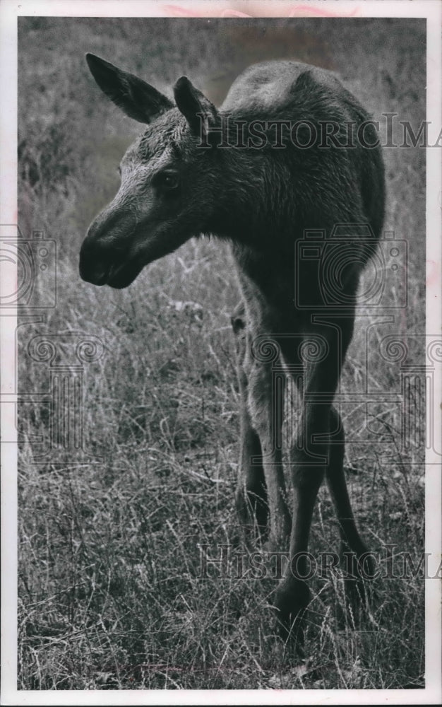 1964 Press Photo One Of Three Moose Calves Born At Milwaukee Zoo This Spring- Historic Images