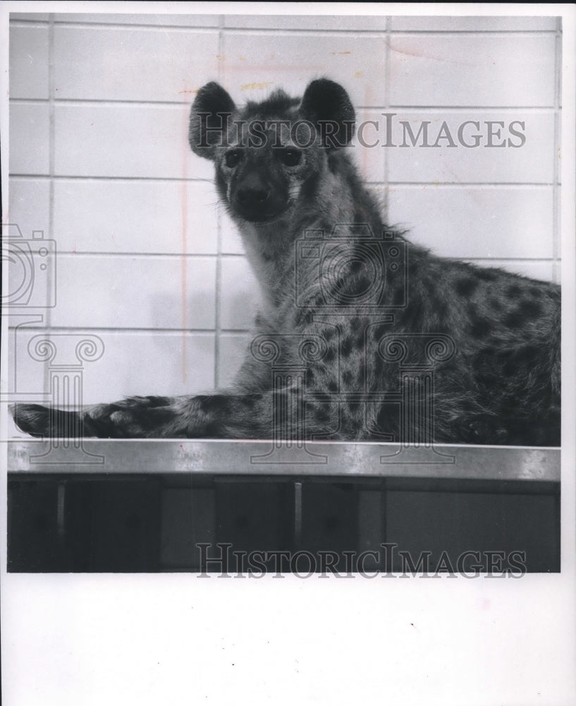 1967 Press Photo Valentine, The Hyena, In Its Cage At Milwaukee County Zoo