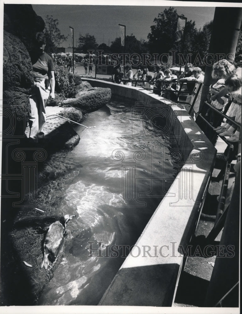 1988 Crowd Views New Humboldt Penguin Exhibit At Milwaukee Zoo - Historic Images