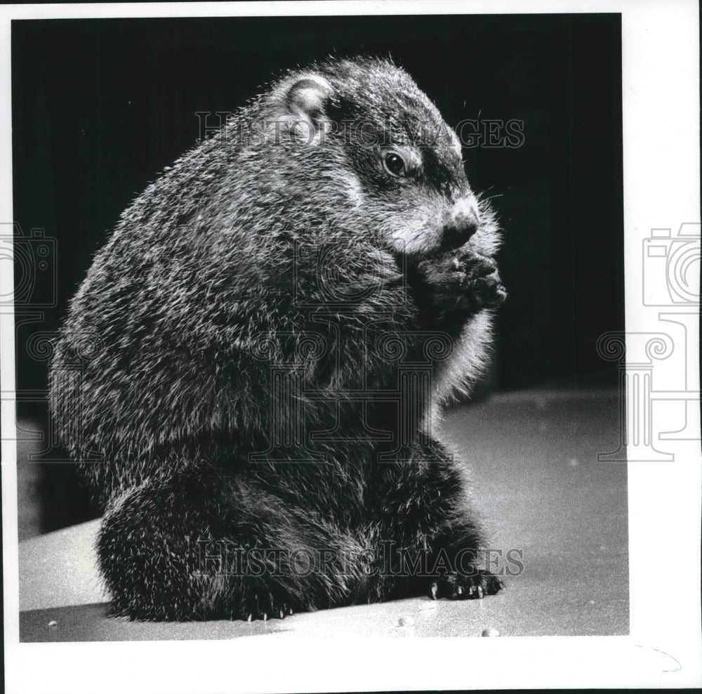 1992 Press Photo Waldo the Milwaukee County Zoo&#39;s star groundhog - mjb61810 - Historic Images