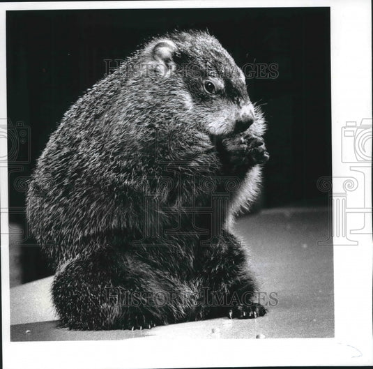 1992 Press Photo Waldo the Milwaukee County Zoo's star groundhog - mjb61810 - Historic Images