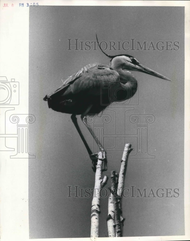 1972 Press Photo Blue Heron in nesting ground in Forest County. - mjb62057 - Historic Images