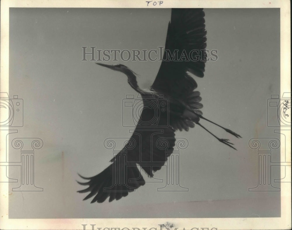 1959 Press Photo Blue Heron flying overhead in Milwaukee - mjb62067 - Historic Images