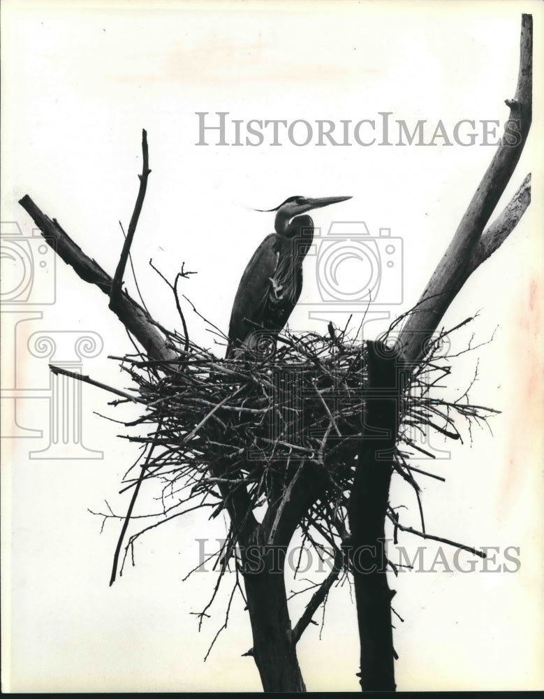 1991 Heron nesting spots deteriorating on Fourmile Island Milwaukee - Historic Images