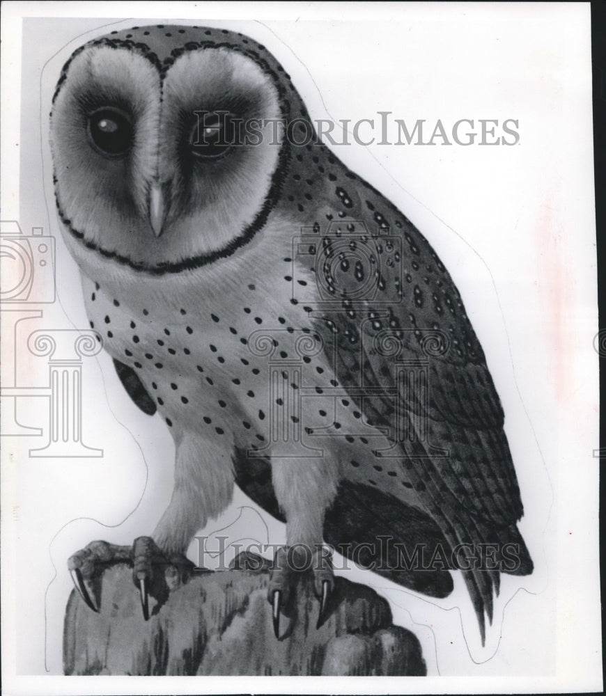 1976 Barn Owl (Celibes Species)-Historic Images