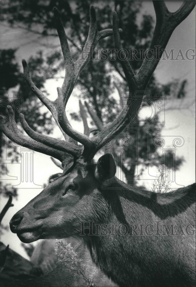 1986 Bull Elk with Sports Huge Velvet Antlers - Historic Images