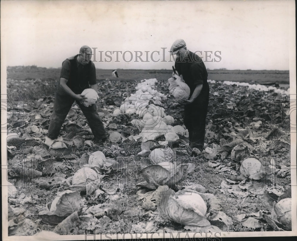 1952 Press Photo Men Harvest Cabbage for Sauerkraut Market, Holland - mjb62249-Historic Images