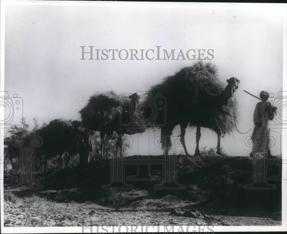 1964 Press Photo Pakistani Farmers move crop with camels, Rakh Miran Village - Historic Images