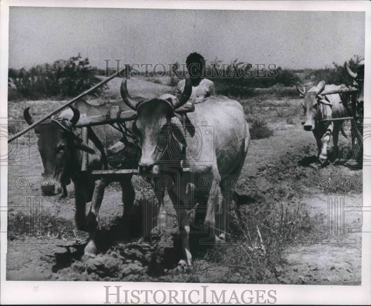 1952 Press Photo Agriculture in Pakistan. Sind Desert Region - mjb62369 - Historic Images