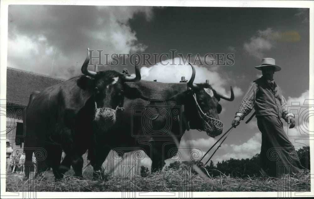 1993 Press Photo Tom Woods with oxen at Old World Wisconsin - mjb62499 - Historic Images