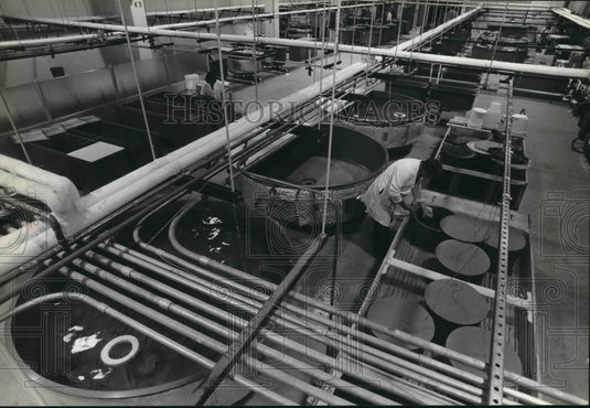 1980 Fish takes in the laboratory at Great Lakes Research Facility-Historic Images
