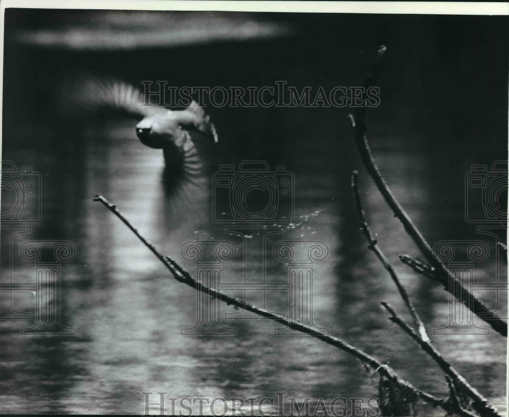 1982 Cedar Waxwing, south of Mauthe Lake on Milwaukee River - Historic Images