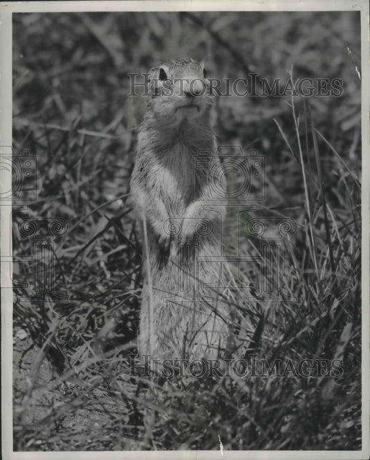 1987 Press Photo One of the many gophers that are taking over California - Historic Images