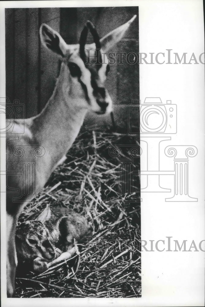 Press Photo Mother Thompson&#39;s Gazelle with Newborn Baby, Milwaukee County Zoo - Historic Images