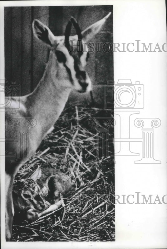 Press Photo Mother Thompson's Gazelle with Newborn Baby, Milwaukee County Zoo - Historic Images