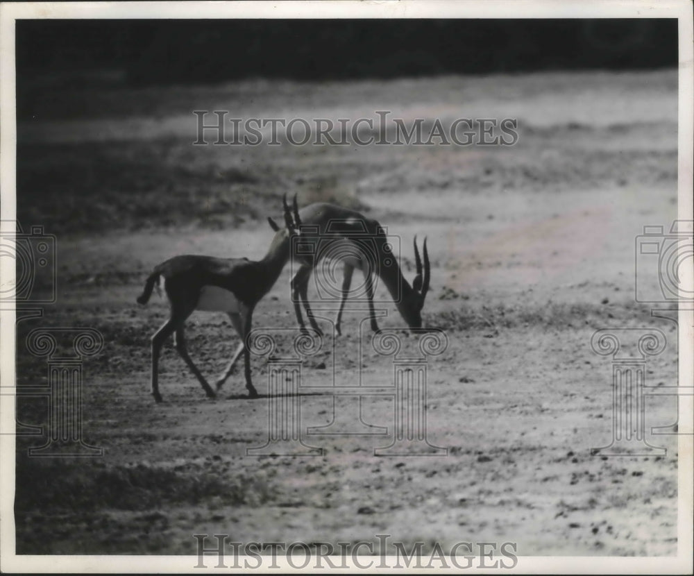 1959 Press Photo Unsuspecting Gazelles Grazing on an African Plain - mjb65954-Historic Images