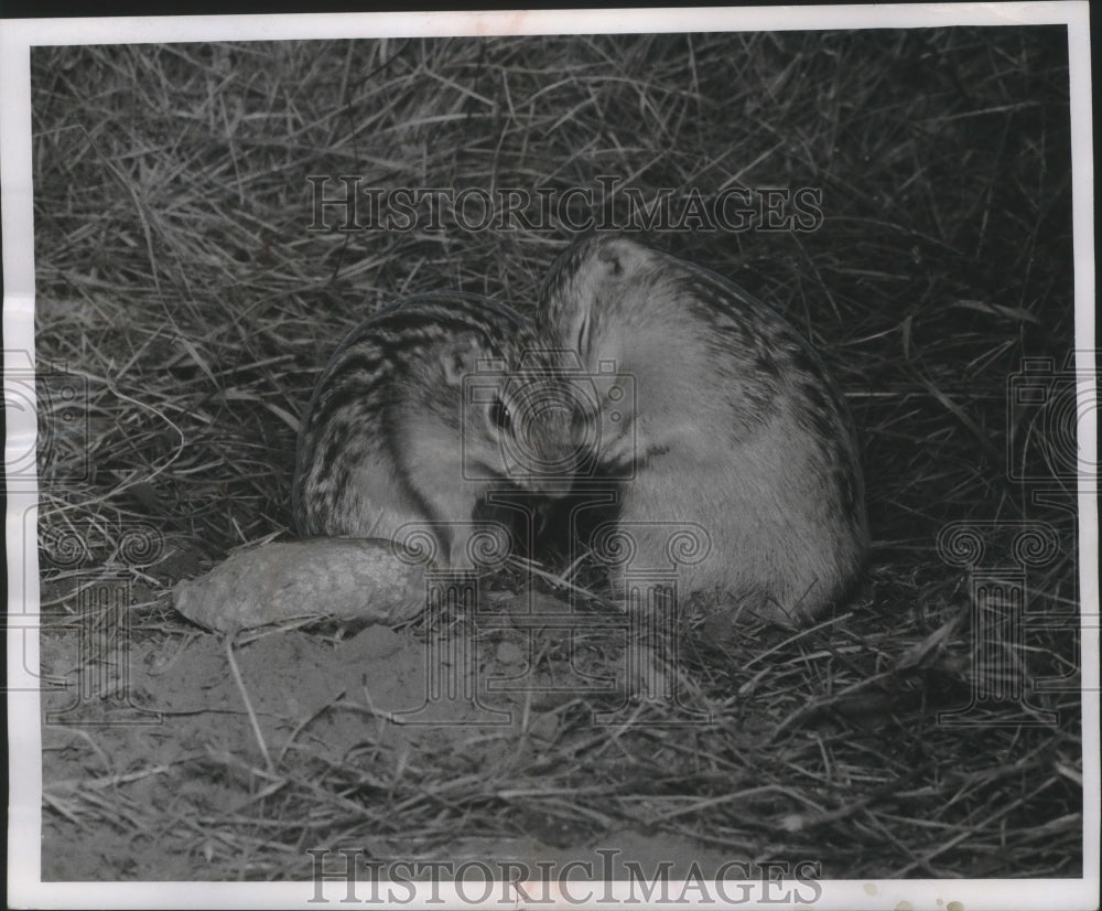 1958 Press Photo Gophers are shown entering the hibernation state - mjb66136 - Historic Images