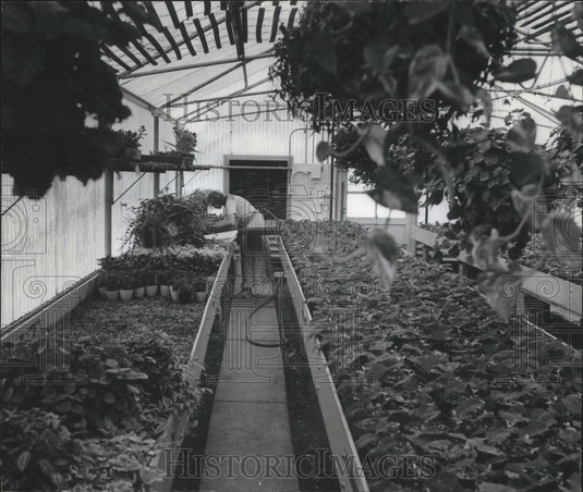 1976 Press Photo One of Goodwill's therapeutic greenhouses - mjb66186 - Historic Images