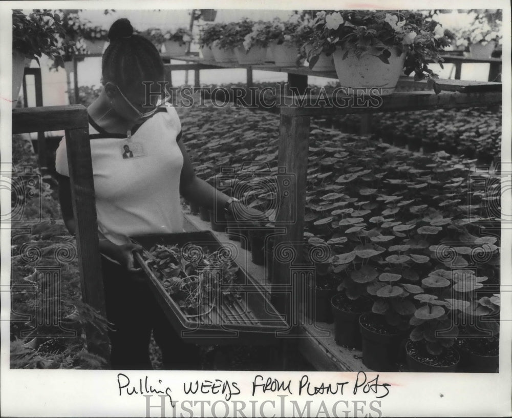 1979 Press Photo A woman inspects plantings and pulls weeds - mjb66187 - Historic Images