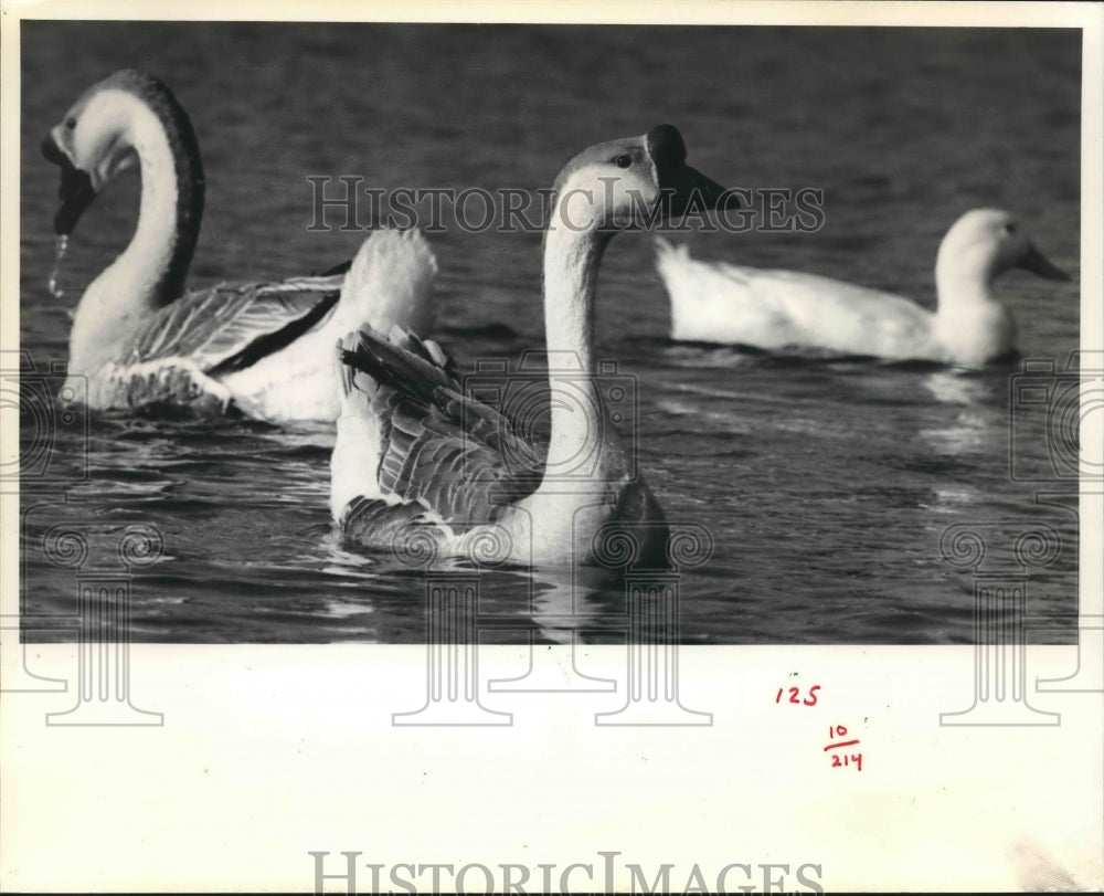 1984 African geese swim on a farm south of Houghton - Historic Images