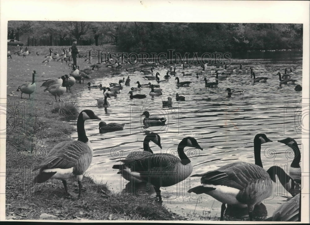 1985 Press Photo Geese feeding at Brown Deer pond, also wreak havoc on crops - Historic Images