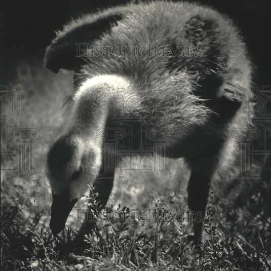 1987 Gosling in grass - Historic Images