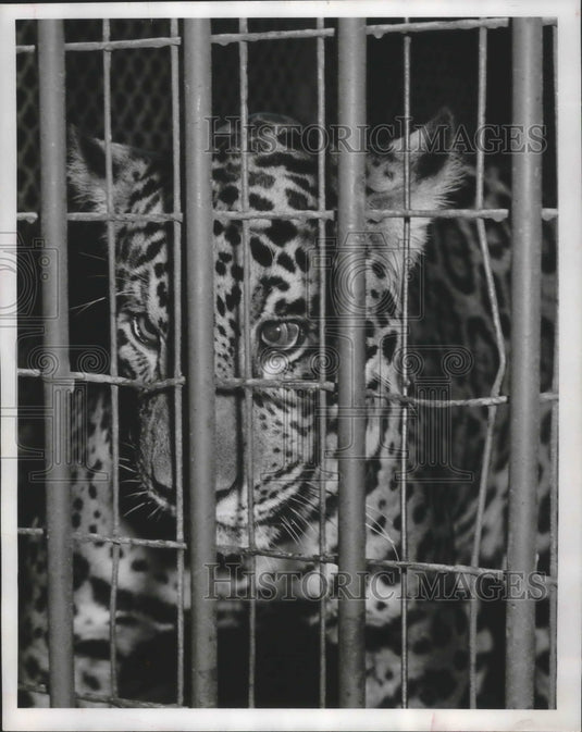 1952 Press Photo Pedro, cross eyed jaguar at Milwaukee's Washington Park Zoo - Historic Images