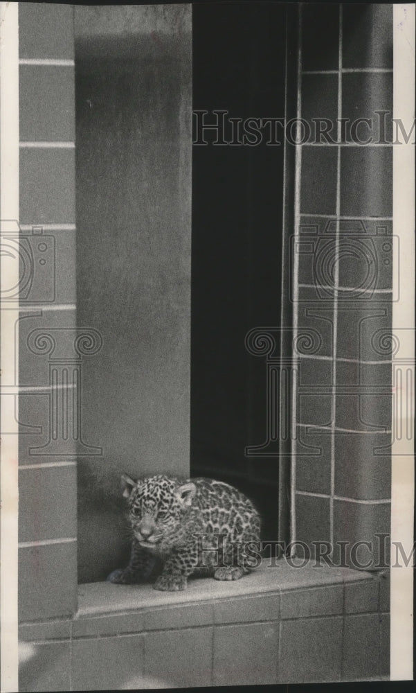 1963 Press Photo Jaguar cub makes appearance at the County Zoo, Milwaukee. - Historic Images