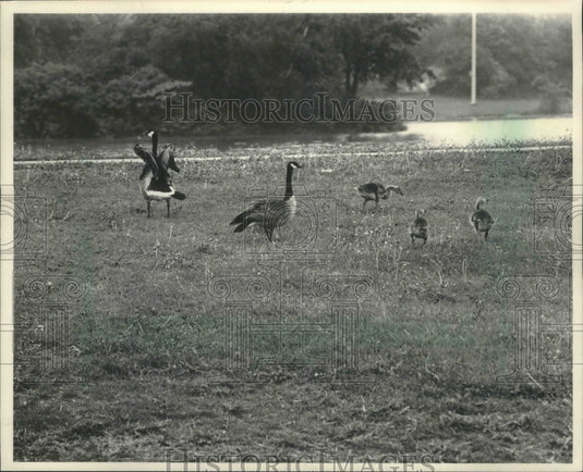 1986 Press Photo Papa goose spread wings at Wilson Park - mjb67647 - Historic Images