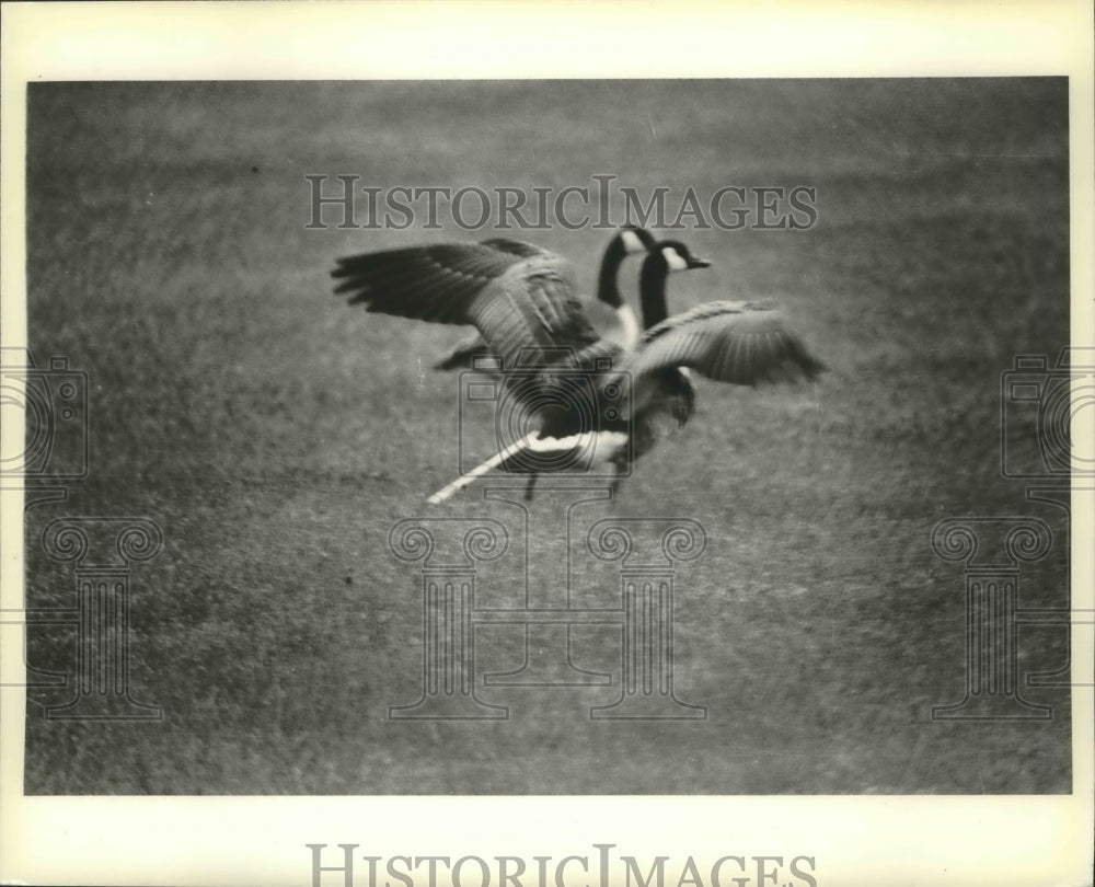 1981 Gertrude, Canada goose, was wounded by an arrow - Historic Images