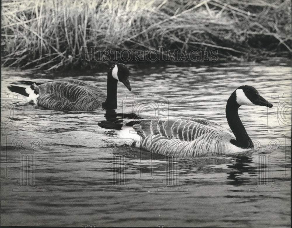 1982 Canada geese in Bark River near Oconomowoc, Wisconsin - Historic Images