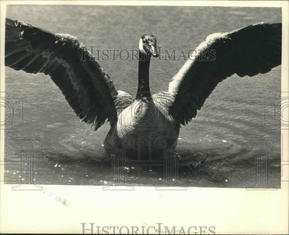 1987 Canadian Goose, Wilson Park-Historic Images