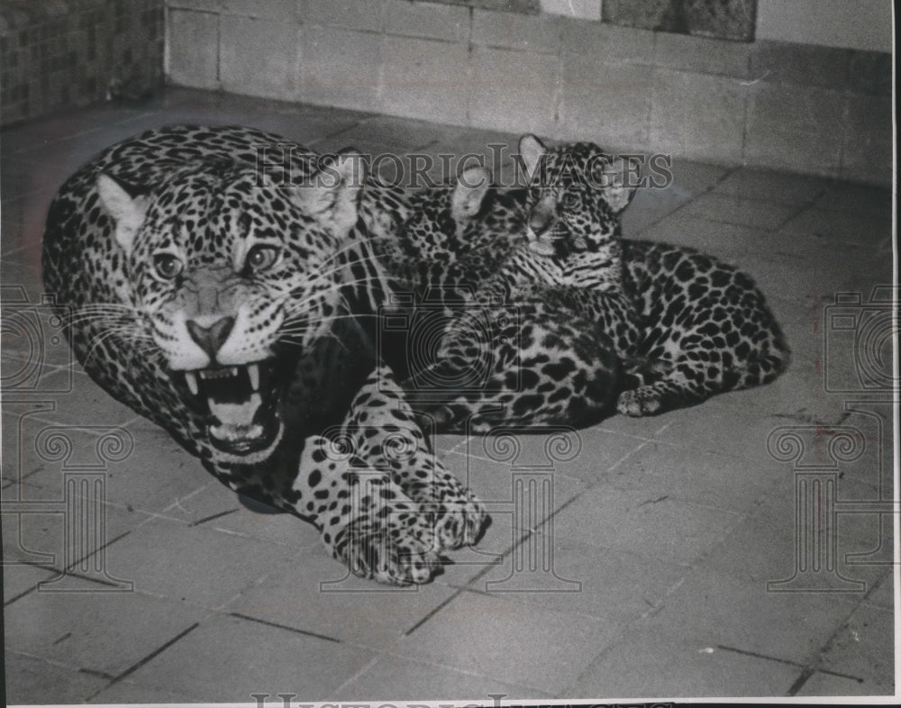 1964 Press Photo Mother jaguar with cubs, Milwaukee County Zoo - mjb67661- Historic Images