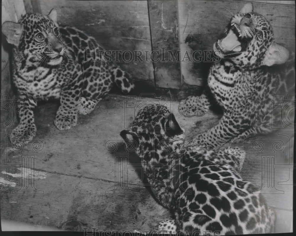 1955 Jaguar cubs, Milwaukee county zoo-Historic Images