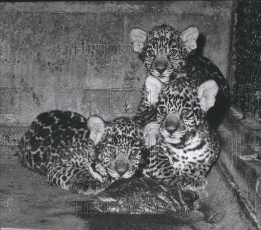 1955 Press Photo Milwaukee County Zoo, new jaguar cubs - mjb67666 - Historic Images