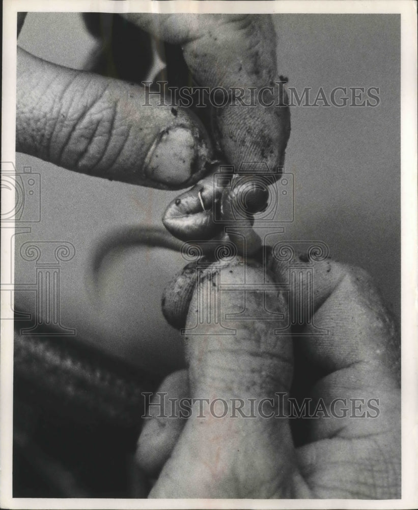 Press Photo Baiting the hook - mjb67909 - Historic Images