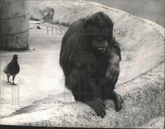 1968 Press Photo Orangutan at the San Francisco Zoo - mjb67995 - Historic Images
