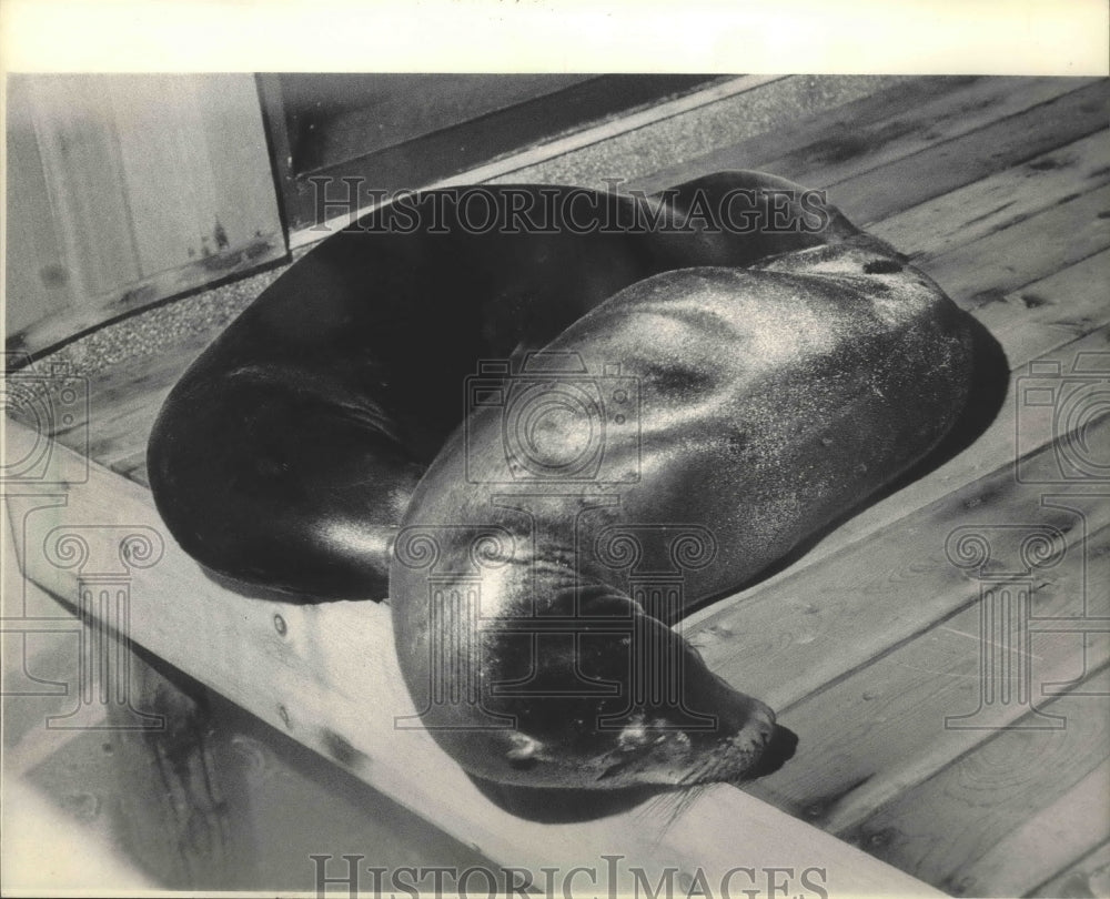 1985 Sea lions napping at Public New Natatorium Resturant - Historic Images