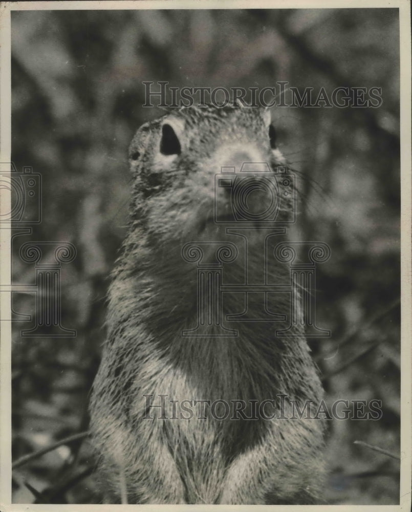 1950 Gopher checks out the area-Historic Images