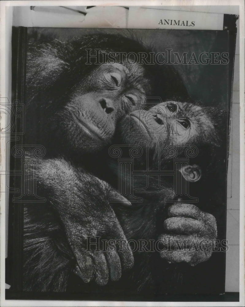 1956 Press Photo A pair of orangutans - mjb68984 - Historic Images