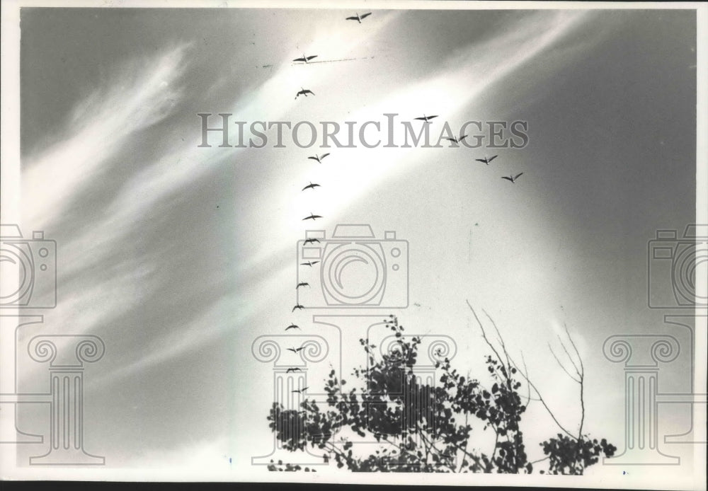 1988 Canada Geese flying over tree tops in the Horican Marsh. - Historic Images