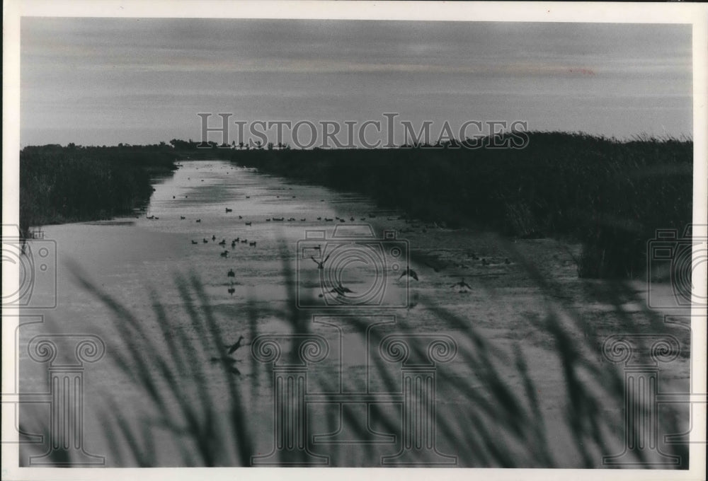 1989 Press Photo Ducks in a channel in the Horicon Marsh - mjb69158 - Historic Images