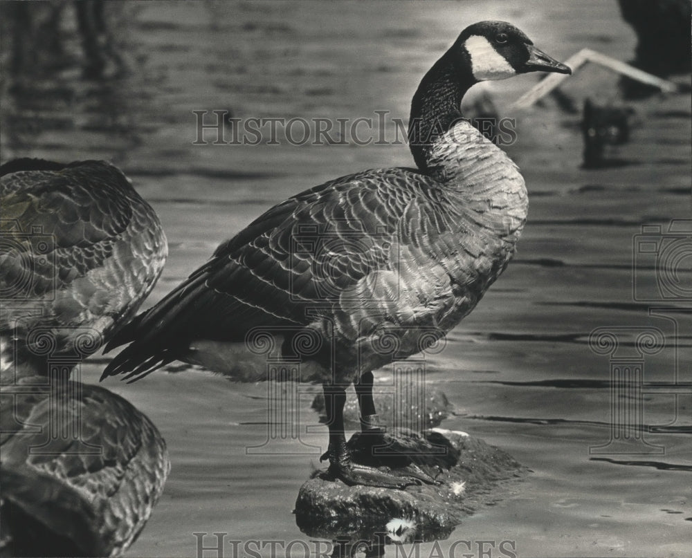 1992 Horicon Wisconsin Officials concerned about the number of Geese-Historic Images