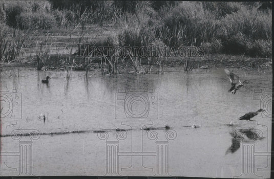 1961 Press Photo Horicon Marsh, ducks take-off in ponds and sloughs - mjb69181- Historic Images