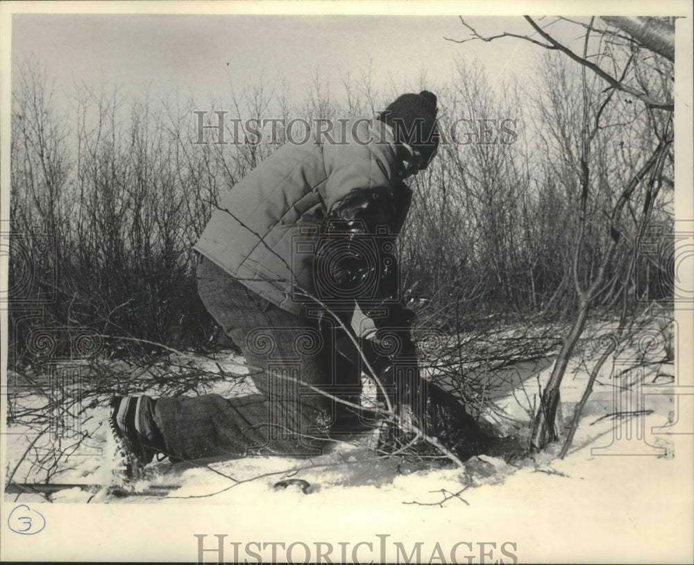 1984 Press Photo Tim Plaza pulls a beaver from a trap in Rusk County, Wisconsin - Historic Images